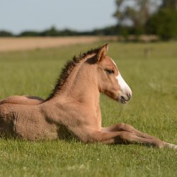 Specialty Vet Services