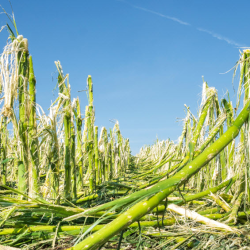 Crop Hail Insurance