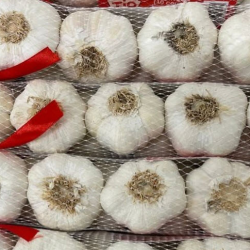 Imported Garlic