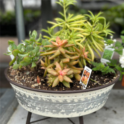 Indoor Plants and Decor