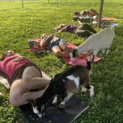 Goat Yoga