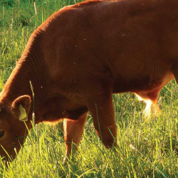 Hay & Pasture for Cattle & Horses