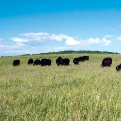 Legumes & Field Grasses