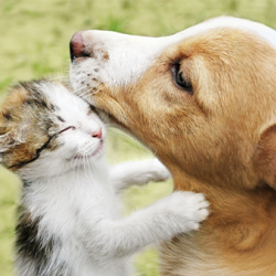 Online Pet Pharmacy