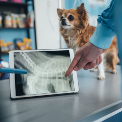 Pet Diagnostics