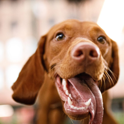 Pet Dental Care
