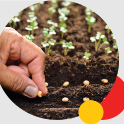 Seed Library