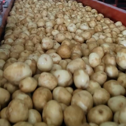 Sustainable Potato Farming