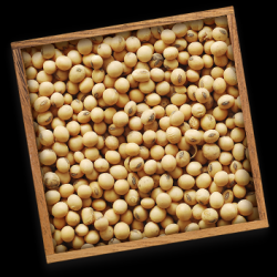 Oilseeds