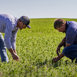 CGI Agronomy 