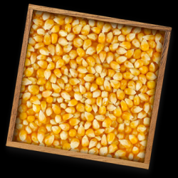 Feed Grains & Cover Crops