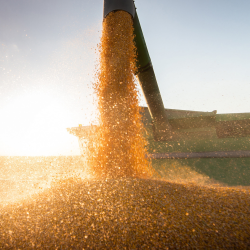 Grain Marketing Services