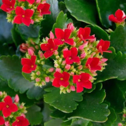 Flowering Plants