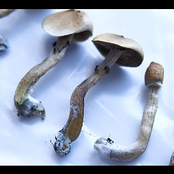 Psilocybin Therapy