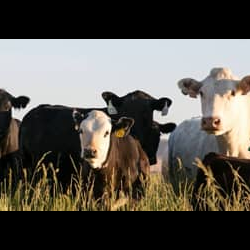 Simplot Livestock
