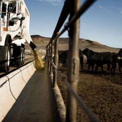 Custom Cattle Feeding