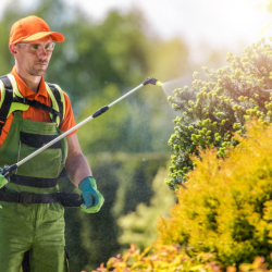 Seasonal Clean-Up