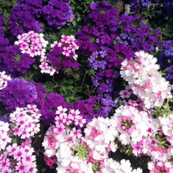 Ornamental Grasses & Vines