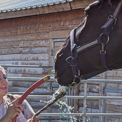 Horse Care & Management Workshops