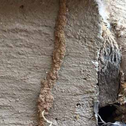 Termite & Thermal Inspection