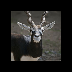 Exotic Game Hunts