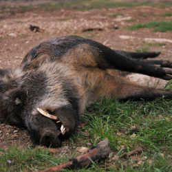 Hog Hunting
