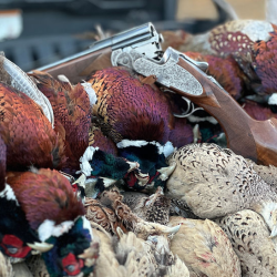Upland Bird Hunting