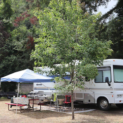 RV / Tent Campsites