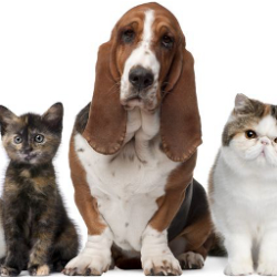 VIP Boarding for Dogs and Cats