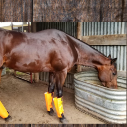 Animal Nutrition