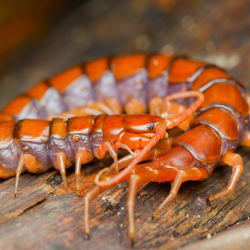 Centipedes