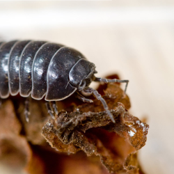 Sow and Pill Bugs