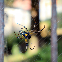 Spiders