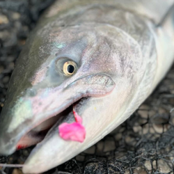 Fishing Licenses & Permits