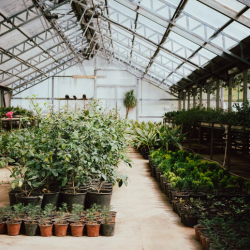 Plant Sales