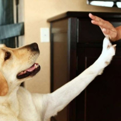 Pet-Friendly Accommodations