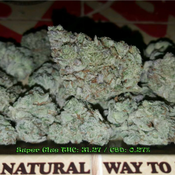 Super Glue (Indica Dominant Hybrid)