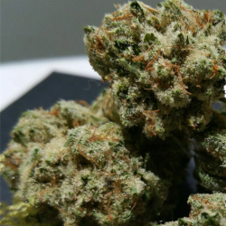 Cannabis