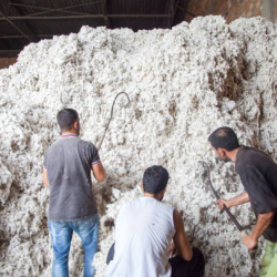 Cotton Ginning