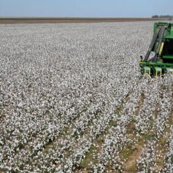 Sustainable Ginning Practices