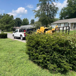 Residential Stump Removal