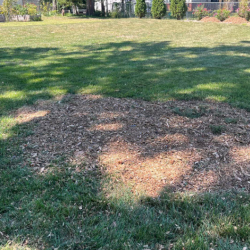 Emergency Stump Removal