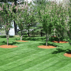 Commercial Landscape Maintenance