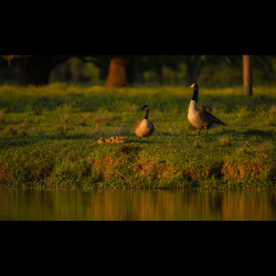 Wildlife & Landscape	