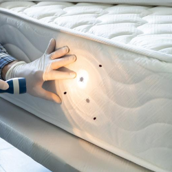 Bed Bug Treatments