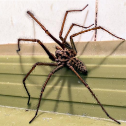 Identifying, Controlling & Preventing House Spiders