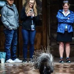 Animal After Party 