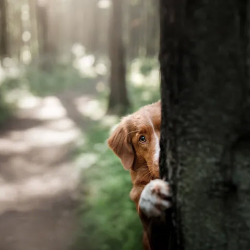 Private, Public, or Exempt Equity Offer