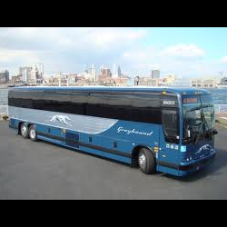 Greyhound