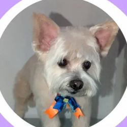 Customized Pet Styling